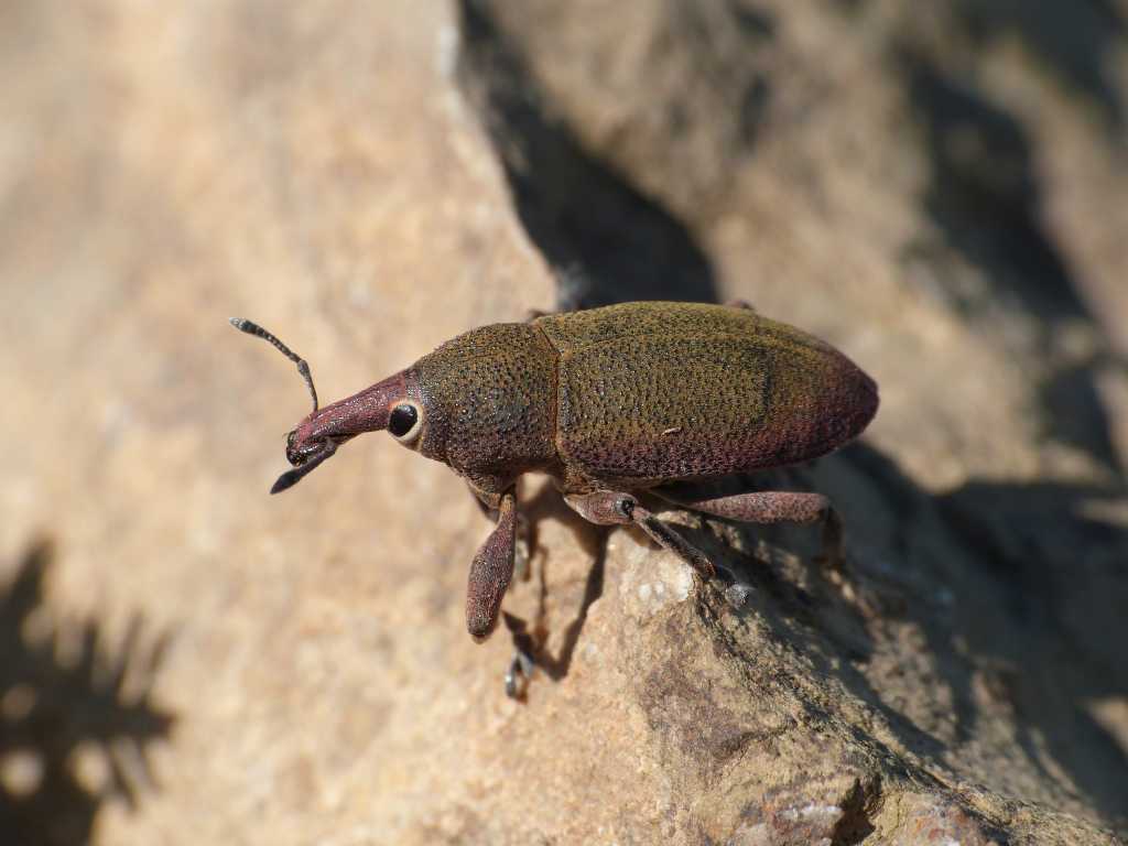 Lixomorphus algirus (Curculionidae) - Tolfa (RM)